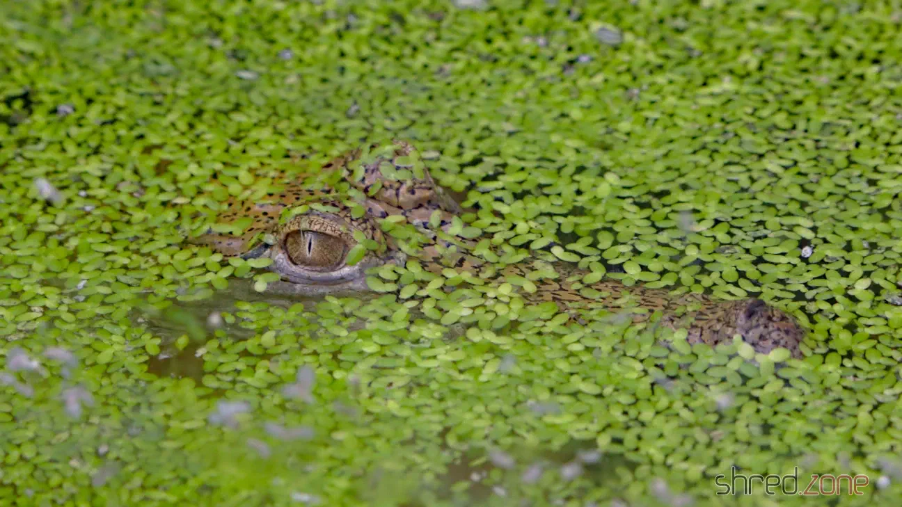 Freshwater Crocodile