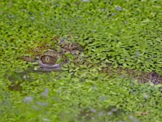 Freshwater Crocodile