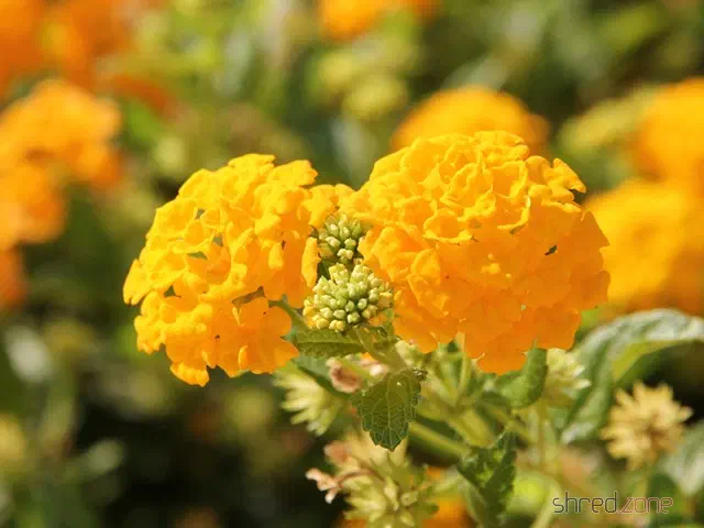Lantana