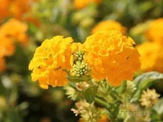 Lantana