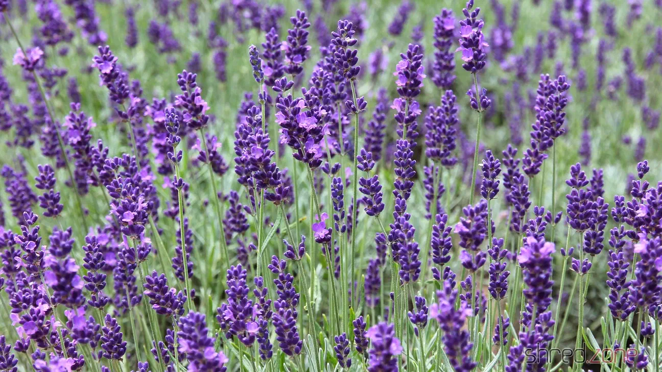 Lavender