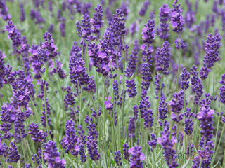 Lavendel