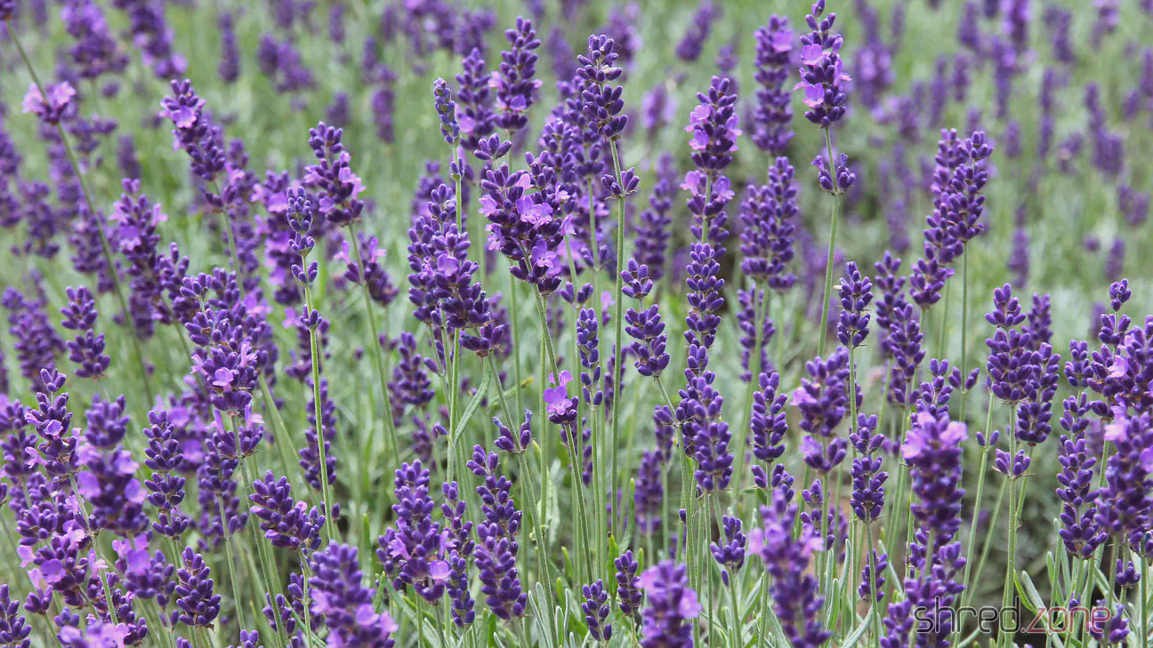 Lavendel